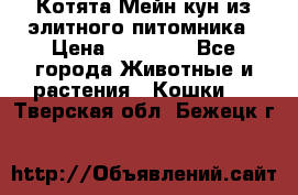 Котята Мейн-кун из элитного питомника › Цена ­ 20 000 - Все города Животные и растения » Кошки   . Тверская обл.,Бежецк г.